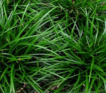 Carex mor. 'Irish Green'