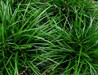 Carex mor. 'Irish Green'